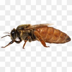 Bee Queen Png Transparent Images - Queen Bee, Png Download - queen png