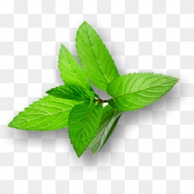 Peppermint Transparent Png - Calamansi Leaf Png, Png Download - peppermint png