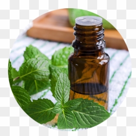 Peppermint Oil, HD Png Download - peppermint png