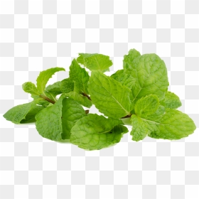 Leaf Vegetable, HD Png Download - peppermint png