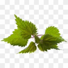 Fresh Nettle Png Transparent Background, Png Download - peppermint png
