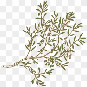 Olive Branch Drawing Clip Art - Drawing Olive Tree Branches, HD Png Download - olive branch png