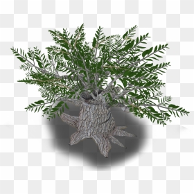 Iran Olive Tree Plant Western Asia - Olive, HD Png Download - olive branch png