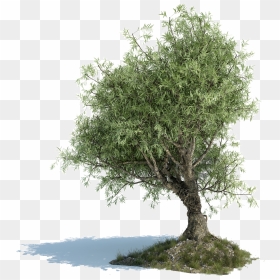 Png Olive Branch - Olive Tree Png Free, Transparent Png - olive branch png