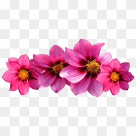 Petal Drawing Different Flower - Hot Pink Flowers Png, Transparent Png - flower petal png