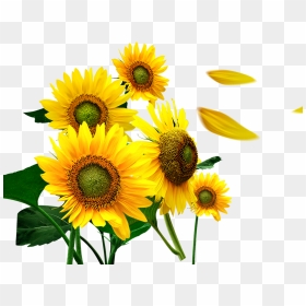 Transparent Flower Petals Png - Sunflower Petals, Png Download - flower petal png