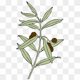 Olive Branch Peace Offering, HD Png Download - olive branch png