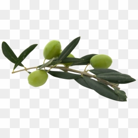 Olive Png, Transparent Png - olive branch png