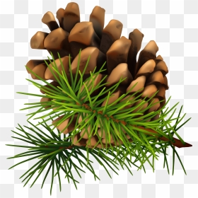 Transparent Pinecone Png, Png Download - pine cone png