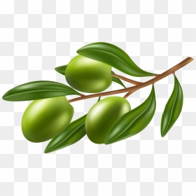 Branch With Olives Png - Olives Clipart, Transparent Png - olive branch png