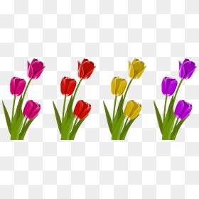 Plant,flower,meadow - Tulip Clipart, HD Png Download - flower petal png