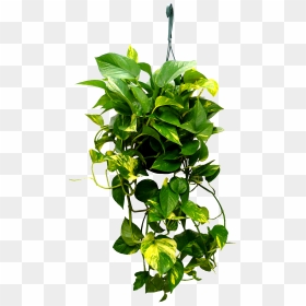 8in Hanging Golden Pothos - Transparent Hanging Plant Png, Png Download - hanging plant png