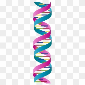 Dna Double Strand, HD Png Download - dna strand png