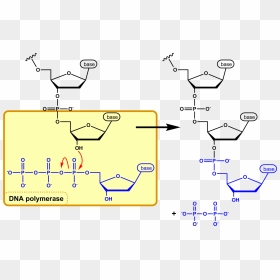 Dna Synthesis En - Nucleophilic Attack Dna, HD Png Download - dna strand png