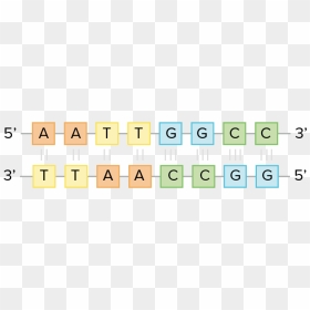 Complementary Base Pairing, HD Png Download - dna strand png