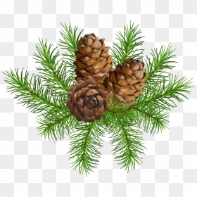 Pine Cone Branch Png - Pine Cone On Branch Free, Transparent Png - pine cone png