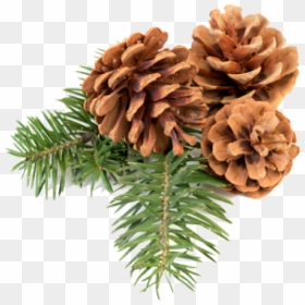 Pine Cone Icon Png Free - Transparent Pine Cone Png, Png Download - pine cone png