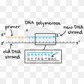 Direction Does Dna Polymerase Add New Nucleotides, HD Png Download - dna strand png