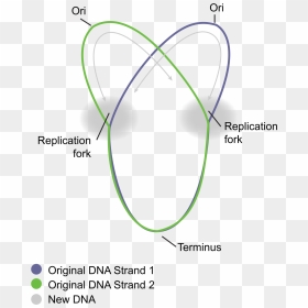 Dna Replication In Prokaryotes Diagram, HD Png Download - dna strand png