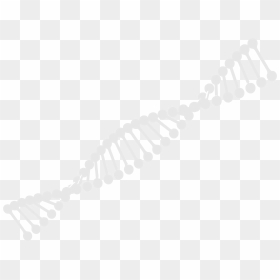 Transparent White Dna Strand, HD Png Download - dna strand png