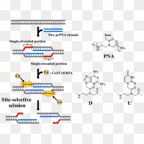 Dna Cutter, HD Png Download - dna strand png