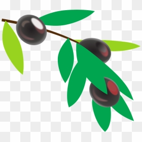 Olives On A Branch Clipart - Coffee Cherry Clipart, HD Png Download - olive branch png