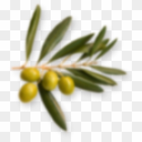 Ledum, HD Png Download - olive branch png
