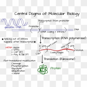 Centraldogma, HD Png Download - dna strand png