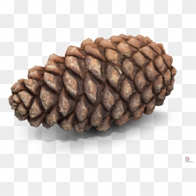 Transparent Conifer Png - Conifer Cone, Png Download - pine cone png