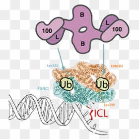Once Dna Repair Is Completed, Usp1 Deubiquitinates, HD Png Download - dna strand png