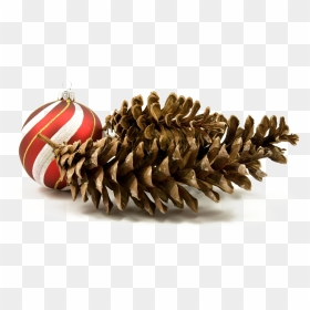 Christmas Day, HD Png Download - pine cone png