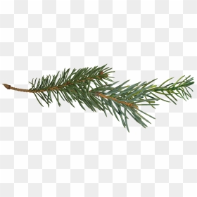 Pine Branch Tree Clip Art - Pine Tree Branch Png, Transparent Png - pine cone png