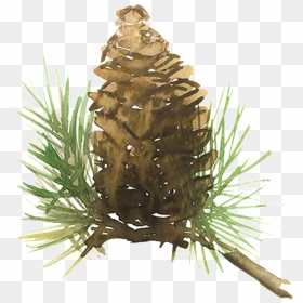 Beautiful Painted Pine Needles Hd Png - Watercolor Pine Cone Png, Transparent Png - pine cone png