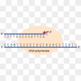 Illustration Shows Dna Polymerase Replicating A Strand - Circle, HD Png Download - dna strand png