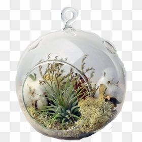 Air Plants In Orbs, HD Png Download - hanging plant png