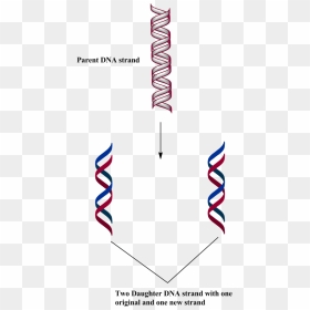 Carmine, HD Png Download - dna strand png