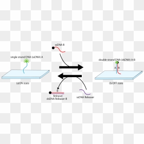 Diagram, HD Png Download - dna strand png