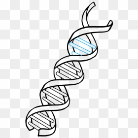 How To Draw Dna - Dna Drawing Easy, HD Png Download - dna strand png