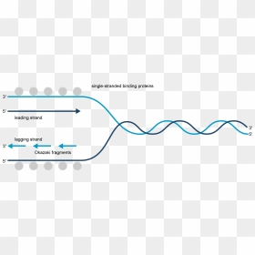 Dna Replication, HD Png Download - dna strand png