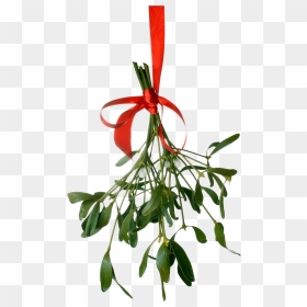 Mistletoe Png Clipart - Luke Bryan Merry Christmas, Transparent Png - hanging plant png