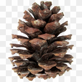 Pine Cones Png - Pinecone Png, Transparent Png - pine cone png