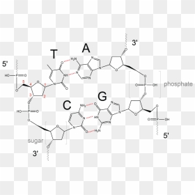 Dna Double Helix Chemical Structure , Png Download - Strand Of Dna Chemical Structure, Transparent Png - dna strand png