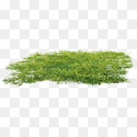 Ground Png Clipart - Transparent Moss Png, Png Download - ground png