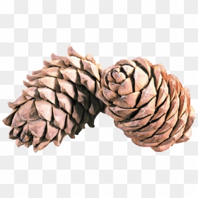 Pine Cone Duo - Pine Png Cones, Transparent Png - pine cone png