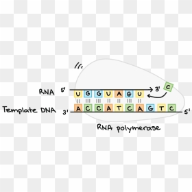 Rna Polymerase Synthesizes An Rna Strand Complementary - Graphic Design, HD Png Download - dna strand png