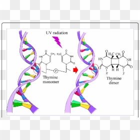 Transparent Dna Strand - Thymine Dimer In Dna, HD Png Download - dna strand png