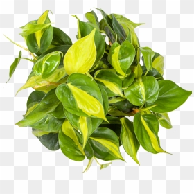 Philodendron Care - Indoor Plant From Above, HD Png Download - hanging plant png