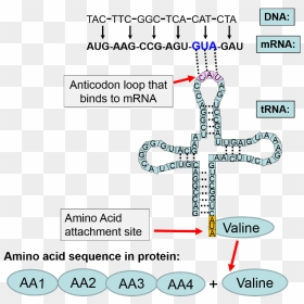 The Sequence Of Coding Events From The Dna Coding Strand - Translation, HD Png Download - dna strand png