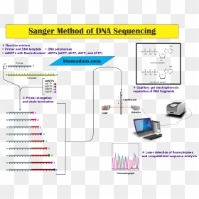 Sanger Sequencing, HD Png Download - dna strand png