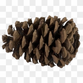 Pine Cone Png Photo - Pine Tree Seed Png, Transparent Png - pine cone png